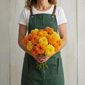 Crackerjack, Marigold Seeds